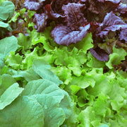 Mixed Baby Leaf Lettuce Plants Vegetables