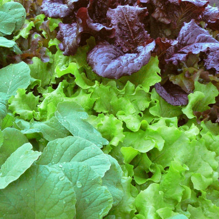 Mixed Baby Leaf Lettuce Plants Vegetables