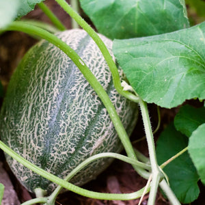 Canteloupe Melon Plants Vegetables