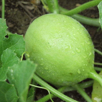 Canteloupe Melon Plants Vegetables