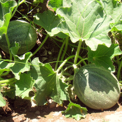 Canteloupe Melon Plants Vegetables