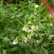 Hurst Greenshaft Pea Plants Vegetables