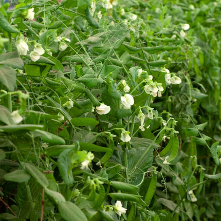 Hurst Greenshaft Pea Plants Vegetables