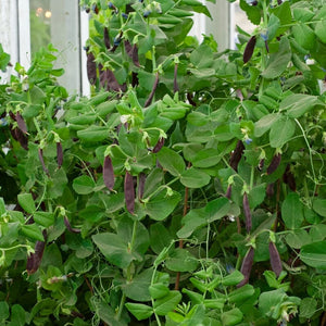 Shiraz' Mangetout Pea Plants Vegetables