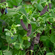 Shiraz' Mangetout Pea Plants Vegetables