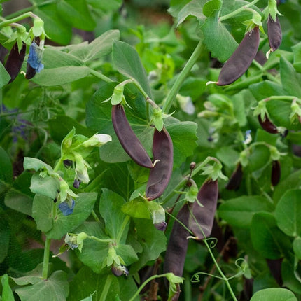 Shiraz' Mangetout Pea Plants Vegetables