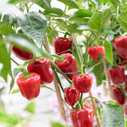 ‘New Ace’ Red Sweet Pepper Plants Vegetables
