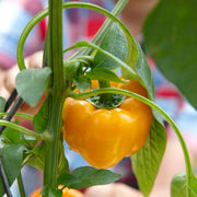 ‘Yellow Bell’ Sweet Pepper Plants Vegetables