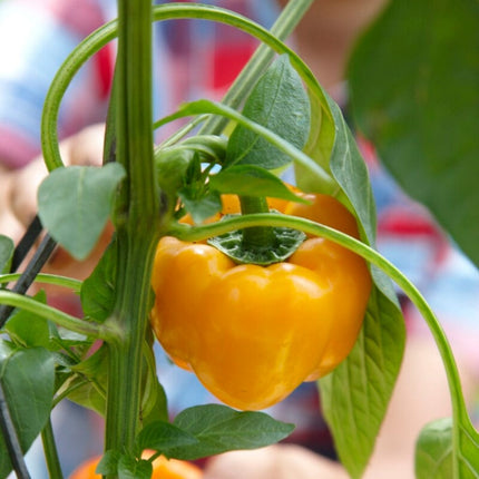 ‘Yellow Bell’ Sweet Pepper Plants Vegetables