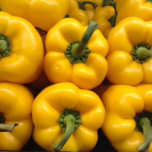 ‘Yellow Bell’ Sweet Pepper Plants Vegetables