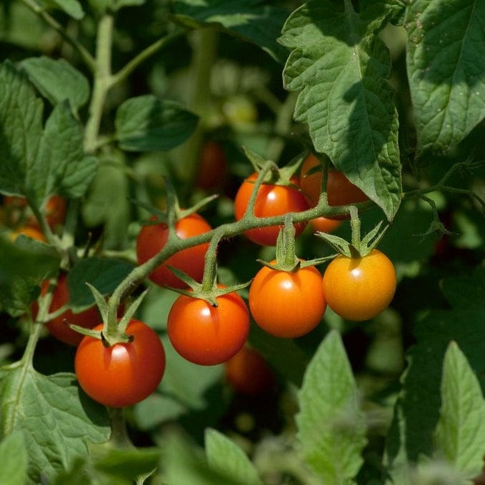 'Sungold' Tomato Plants