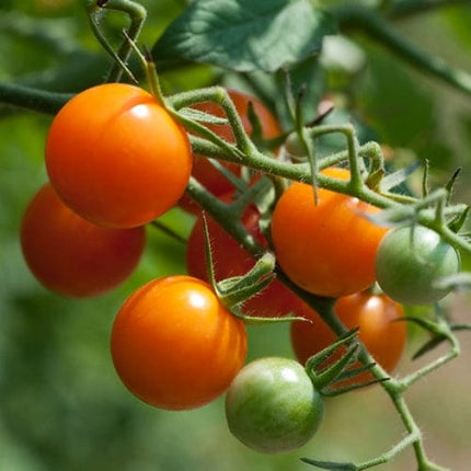 Sungold' Tomato Plants Vegetables