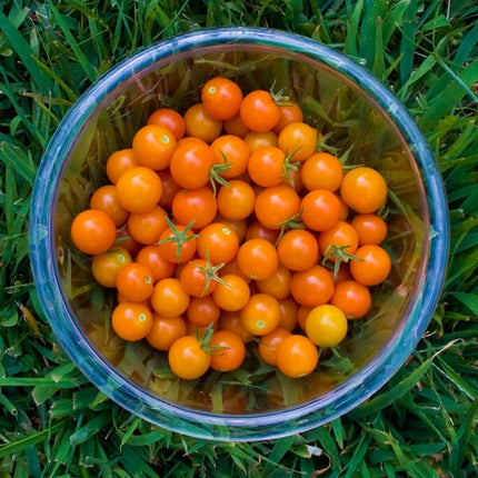 Sungold' Tomato Plants Vegetables