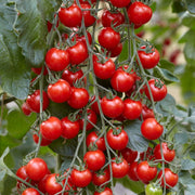 Grafted 'Supersweet' Cherry Tomato 
Plants Vegetables