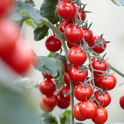 Grafted 'Supersweet' Cherry Tomato 
Plants Vegetables