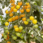 Tumbling Tom Yellow' Tomato Plants Vegetables