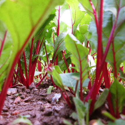 Darko' Beetroot Plants Vegetables