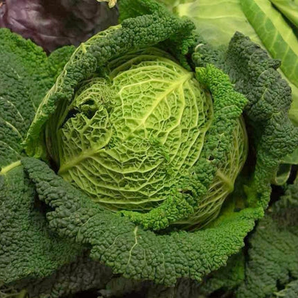 Jade F1' Savoy Cabbage Plants Vegetables