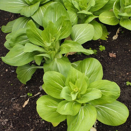 Yang Qing Choi' Pak Choi Plants Vegetables