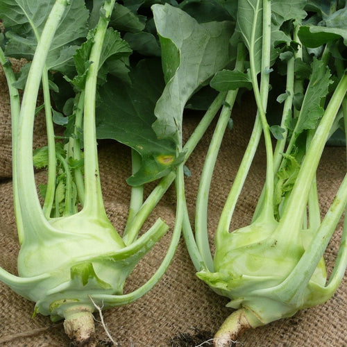 Korist F1' Kohl Rabi Plants Vegetables