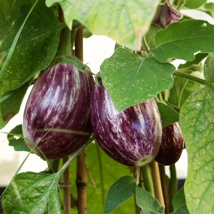 Pinstripe Aubergine Plants Vegetables