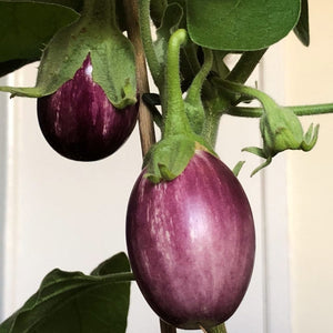 Pinstripe Aubergine Plants Vegetables