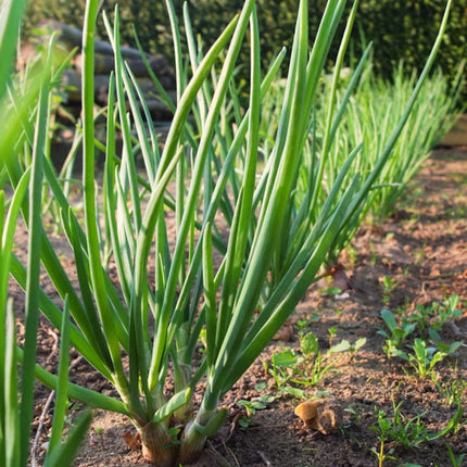 Matador F1' Shallot Plants Vegetables