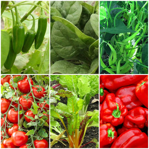 41 Vegetables Plants for Pots | Tomatoes, Peppers & More Vegetable Plants
