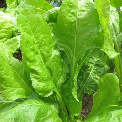 10 Organic 'Perpetual' Spinach Plants Vegetables