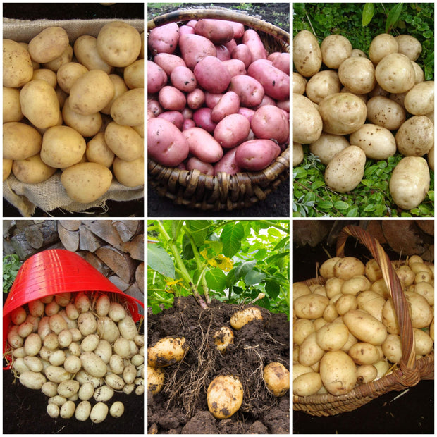 Full Season Seed Potato Pack | Growers Choice Vegetables