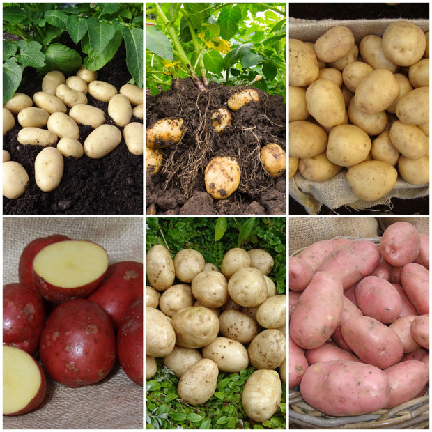 Seed Potato Starter Pack | Ideal For Beginners | Growers Choice Vegetables