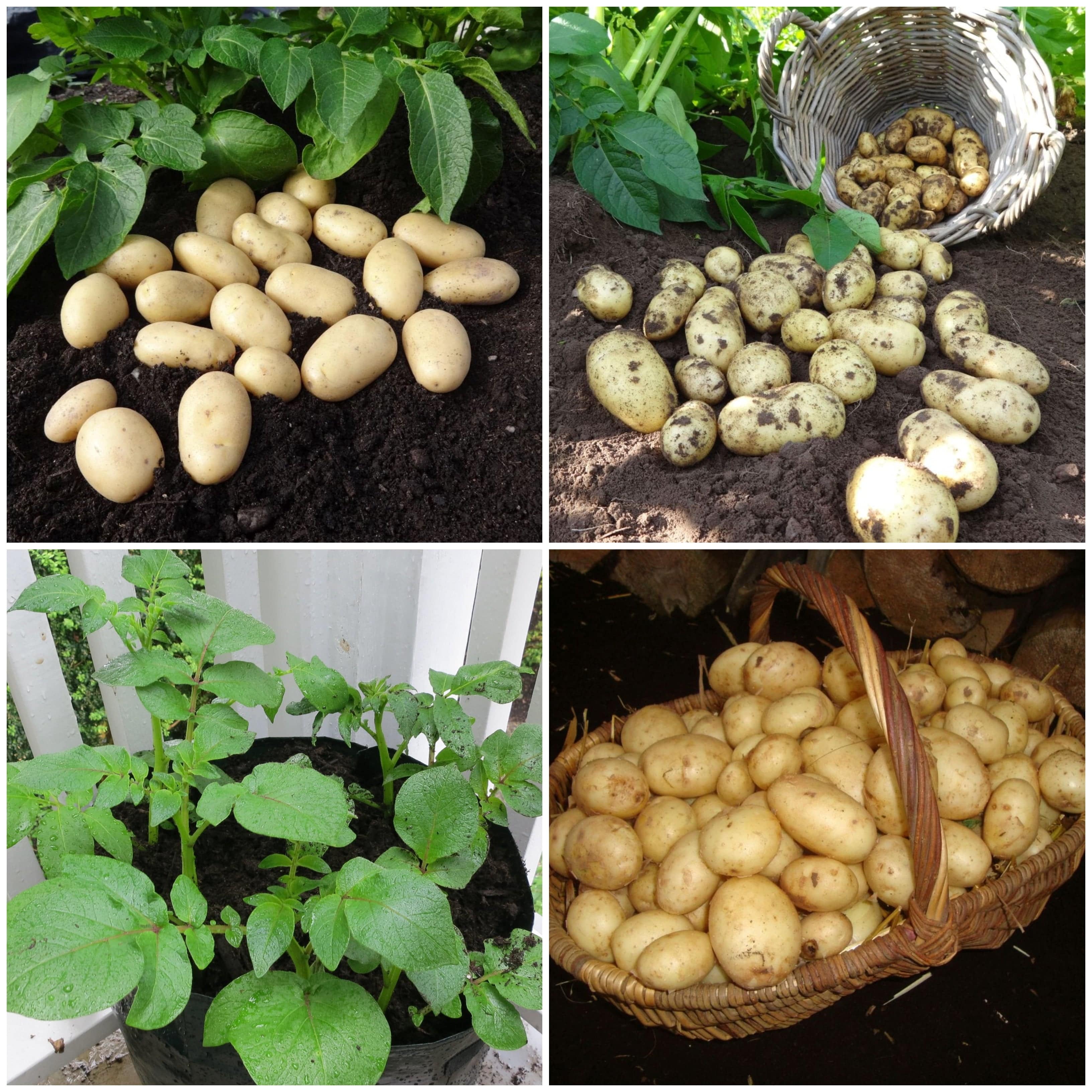 Container Growing Seed Potato Pack Growers' Choice Roots Plants
