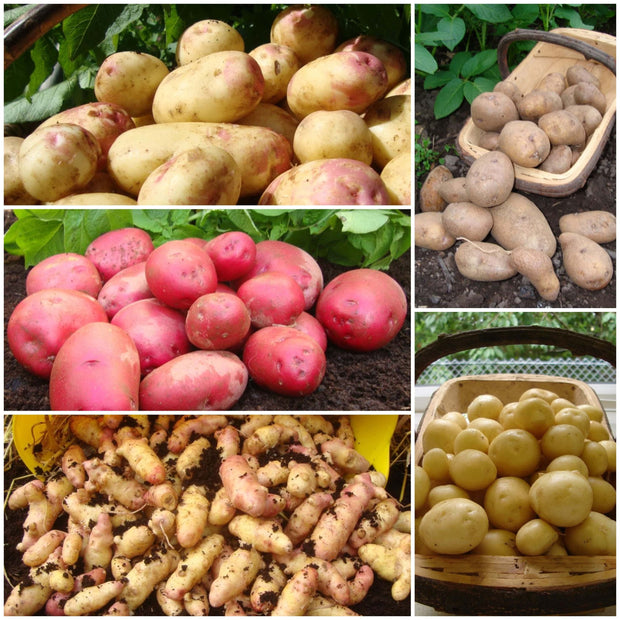 Gourmet Seed Potato Pack | Growers Choice Vegetables