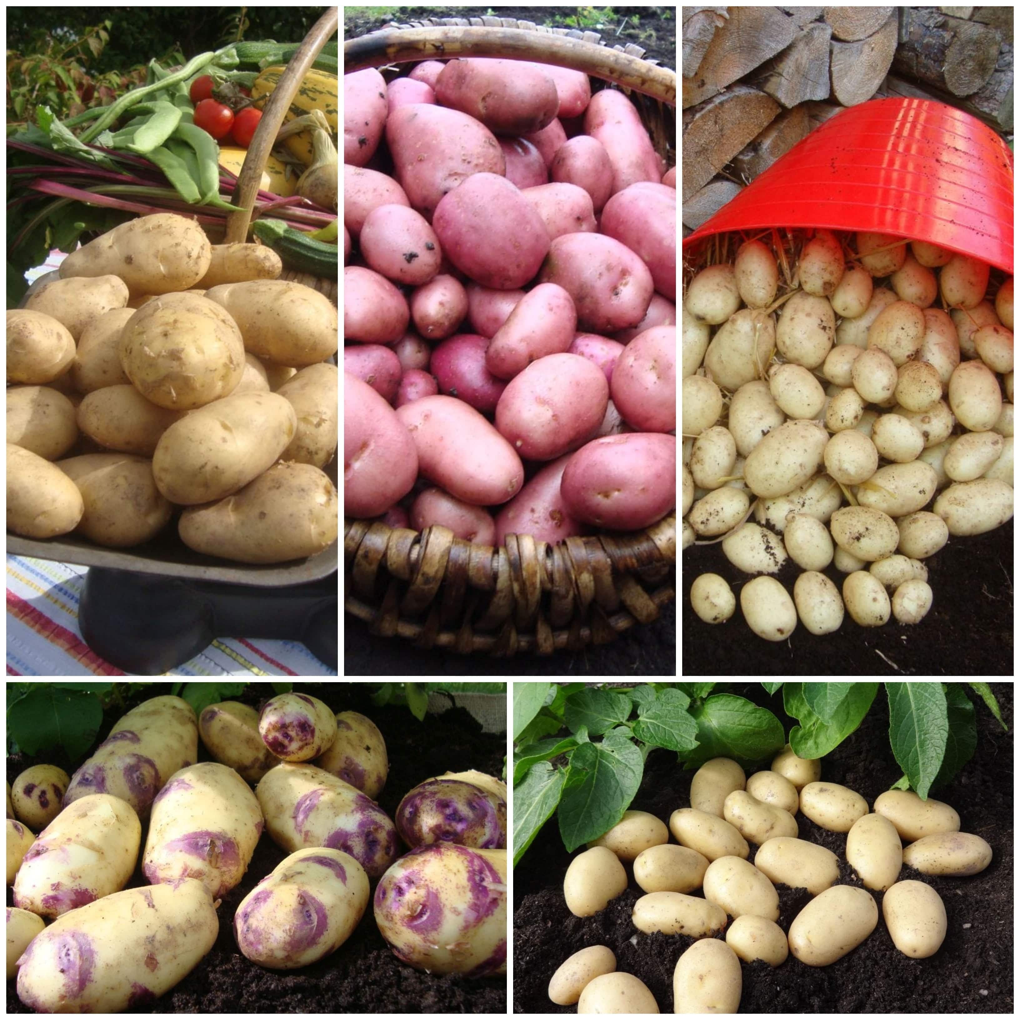 Top Performing Seed Potato Pack Growers' Choice Roots Plants