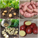 Organic Growing Seed Potato Pack | Growers Choice Vegetables