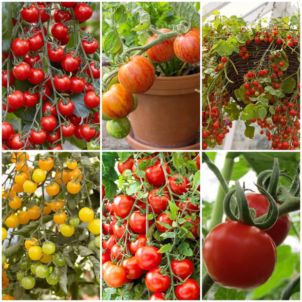 Ultimate Tomato Plants Collection Vegetables