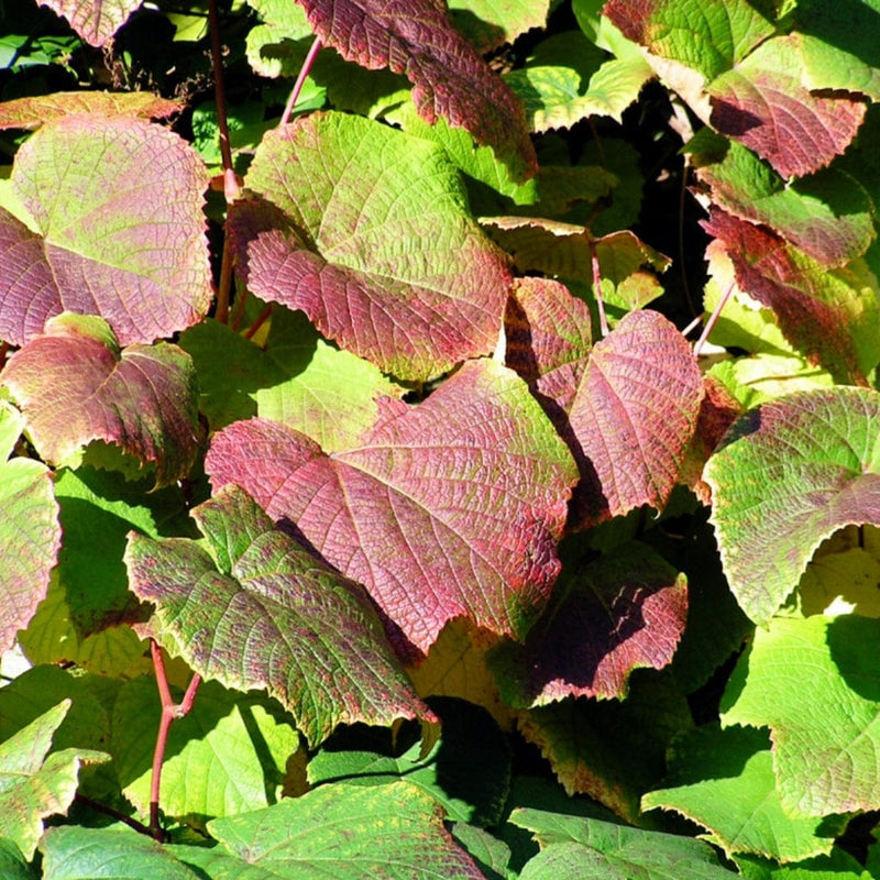 Crimson Glory Vine | Vitis coignetiae Climbing Plants