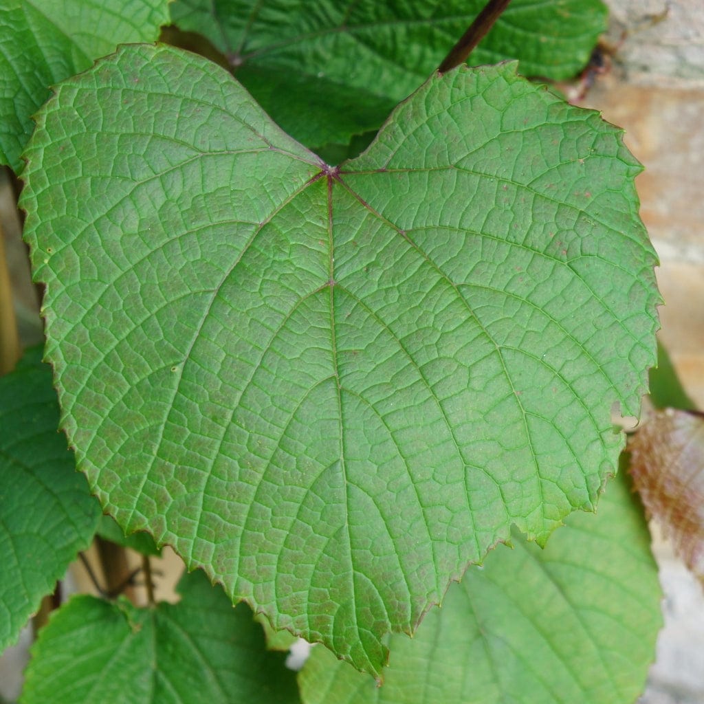Crimson Glory Vine | Vitis coignetiae – Roots Plants