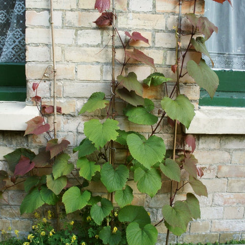 Crimson Glory Vine | Vitis coignetiae Climbing Plants