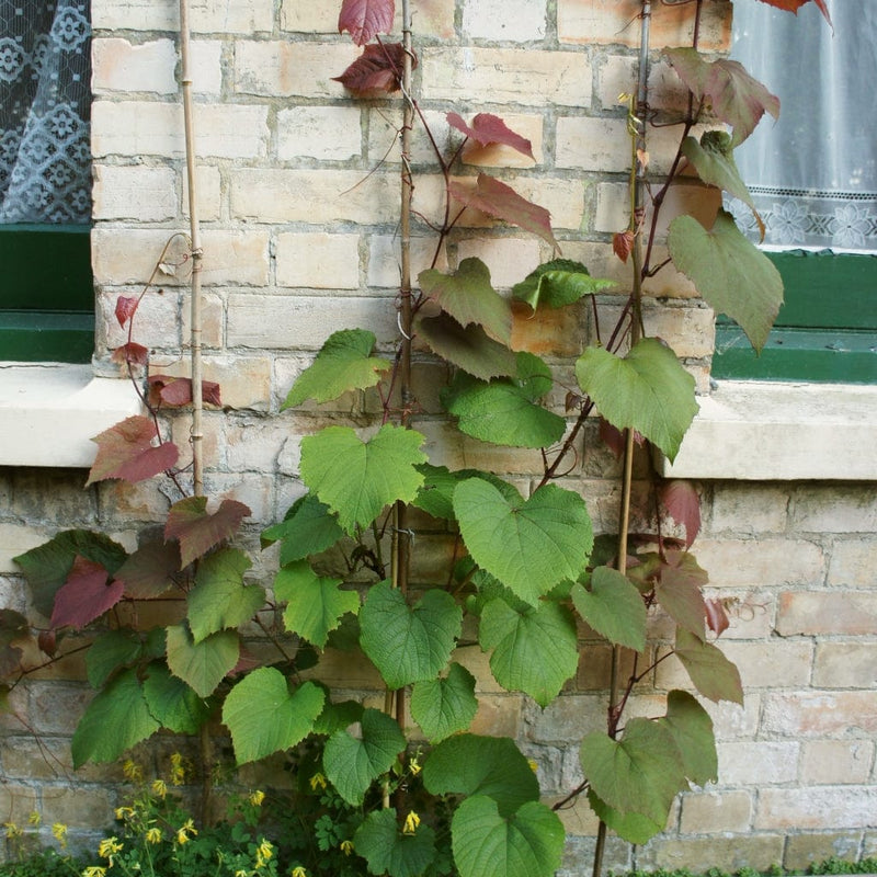 Crimson Glory Vine | Vitis coignetiae Climbing Plants
