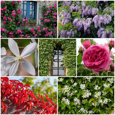 Best Climbers For Walls | Growers' Choice Ornamental Trees