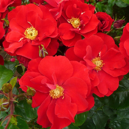 W B Yeats' Floribunda Rose Shrubs