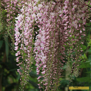 Wisteria Floribunda 'Rosea' | On a 90cm Cane in a 3L Pot Climbing Plants