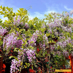 Wisteria Floribunda 'Rosea' | On a 90cm Cane in a 3L Pot Climbing Plants