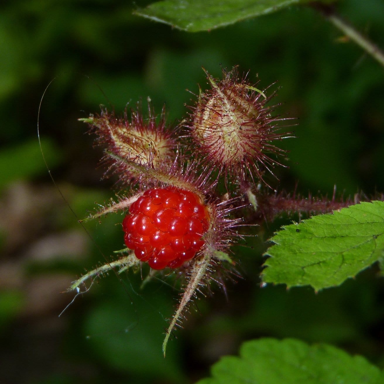 Japanese Wineberry Plant