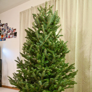 5ft Premium Cut Real Christmas Tree | Fraser Fir Christmas Trees