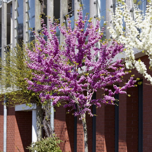 Judas Tree | Cercis siliquastrum Ornamental Trees