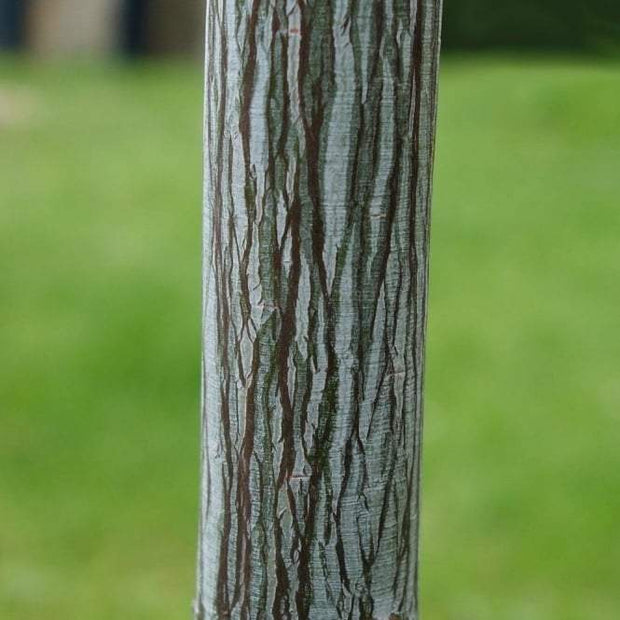 Viper Acer Tree | Acer davidii | Snake Bark Maple Ornamental Trees