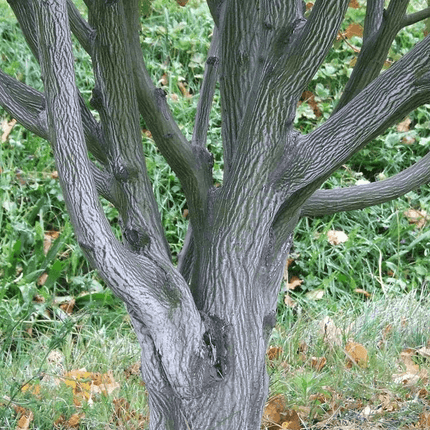 Viper Acer Tree | Acer davidii | Snake Bark Maple Ornamental Trees