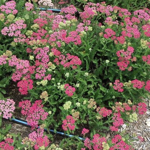 Achillea 'Milly Rock Rose' | 3L Pot Perennial Bedding